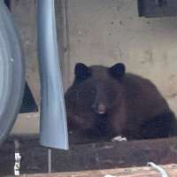 Bear euthanized after being spotted in Ogden mall parking lot