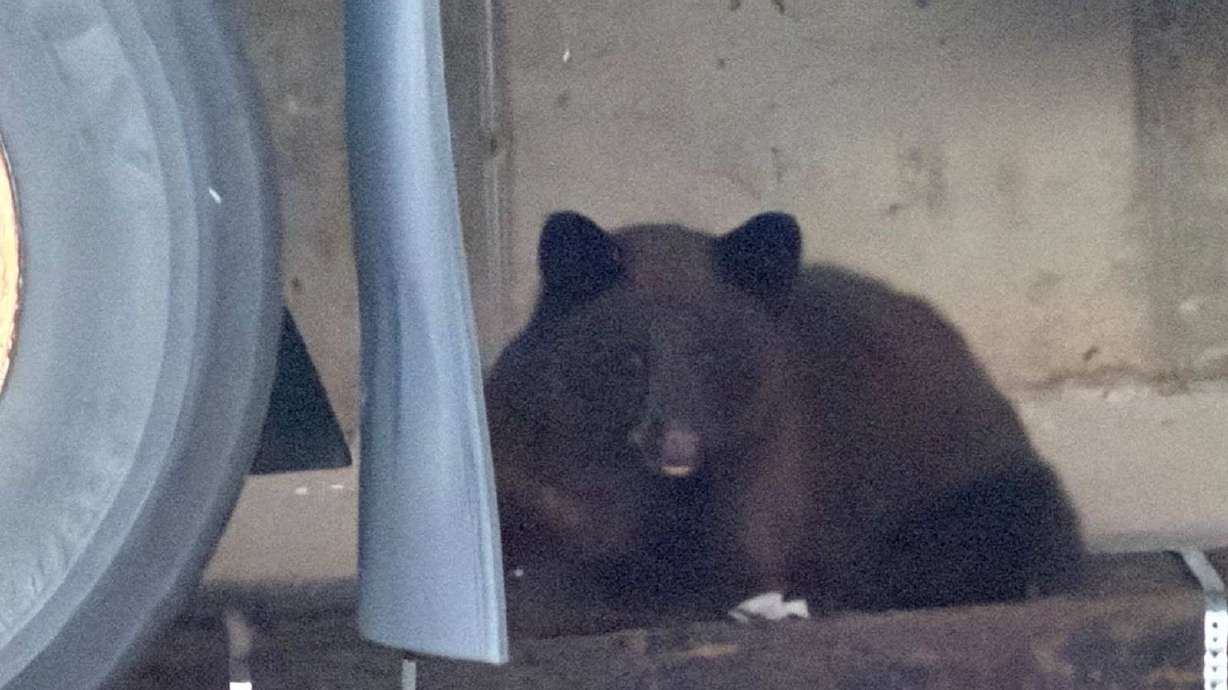 A bear was euthanized after being spotted at the Newgate Mall in Ogden on Saturday.