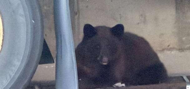 Bear euthanized after being spotted in Ogden mall parking lot