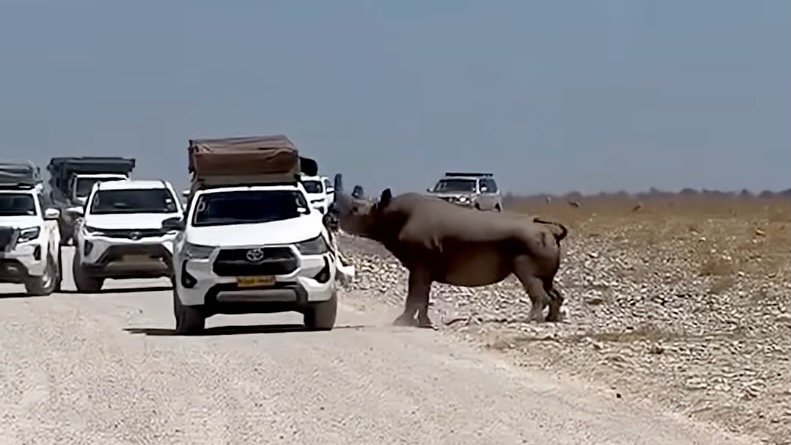 Bison aren't the only giant creatures to steer clear of — a rhinoceros rammed a tourist's car during a safari in Namibia in Africa on Sept. 19.