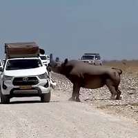 Have You Seen This? Rhino rams tourist's car during safari in Namibia