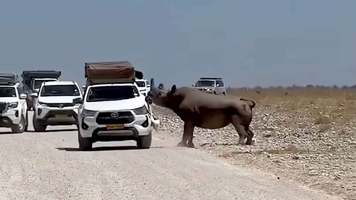 Bison aren't the only giant creatures to steer clear of — a rhinoceros rammed a tourist's car during a safari in Namibia in Africa on Sept. 19.