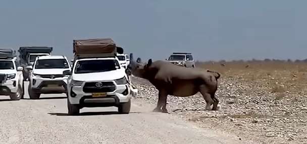 Have You Seen This? Rhino rams tourist's car during safari in Namibia