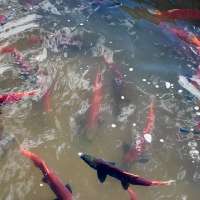 Kokanee Salmon bring fall deep reds to Northern Utah streams