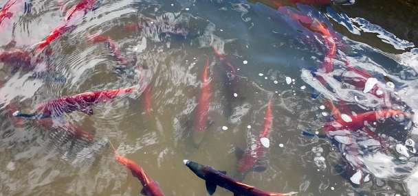 Kokanee Salmon bring fall deep reds to Northern Utah streams