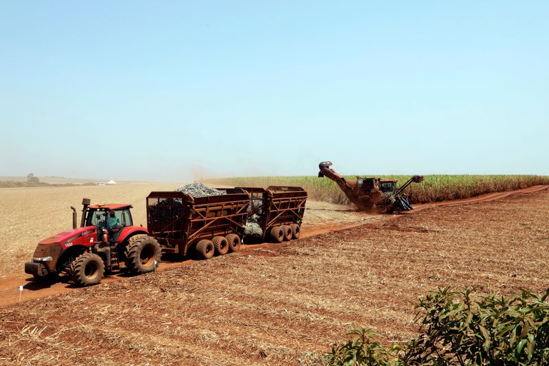 Analysis-Weather, not price, to drive Brazil mills on sugar production