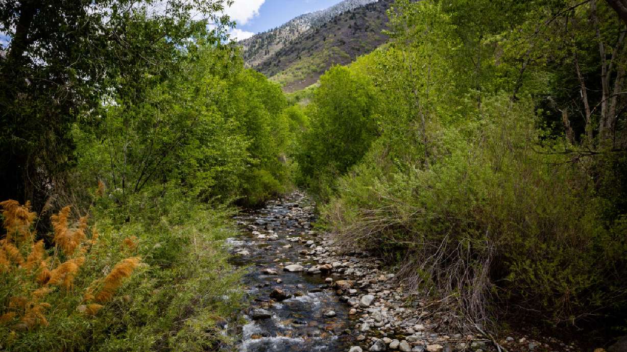 Big Cottonwood Creek flows in Big Cottonwood Canyon on April 28. A hike in Big Cottonwood Canyon turned into a lifesaving mission when a nurse and two other hikers performed CPR for up to 30 minutes on a man who suffered cardiac arrest.