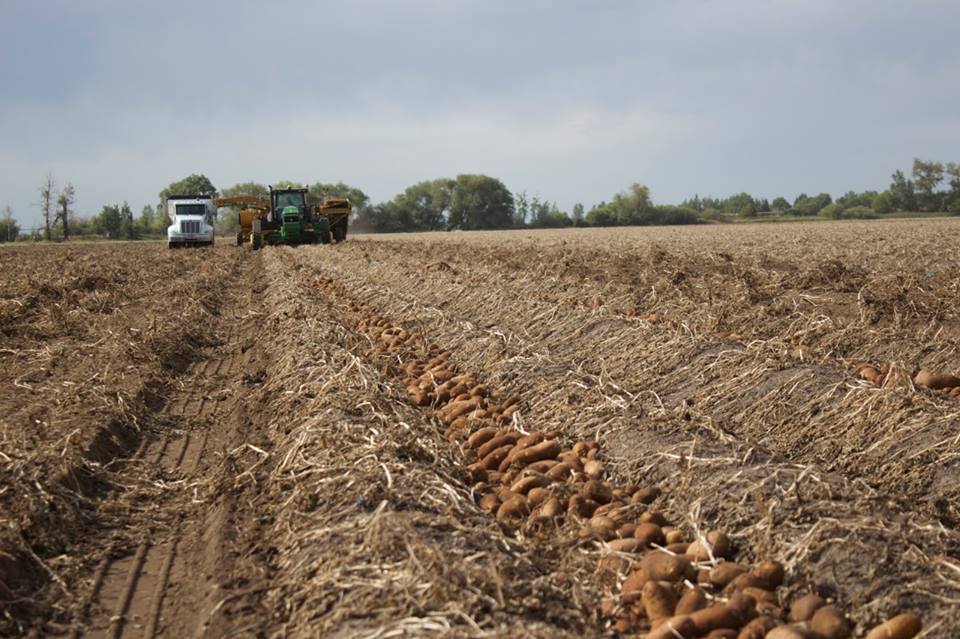 Potato crop somewhere in eastern Idaho in 2017.