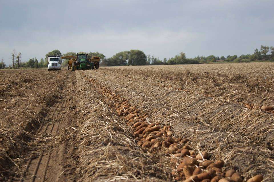 Potato crop somewhere in eastern Idaho in 2017.