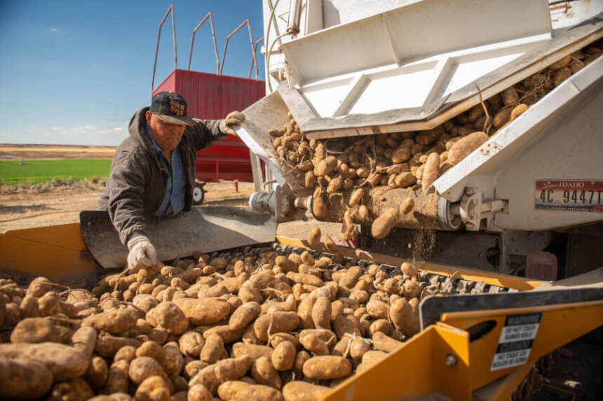 Eastern Idaho spud harvest underway as farmers grapple with drought, heat