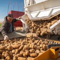 Eastern Idaho spud harvest underway as farmers grapple with drought, heat