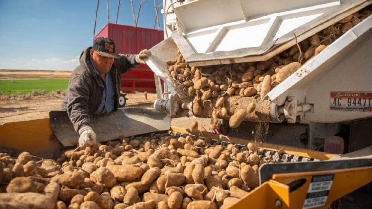 A farmer sorting potatoes during the 2023 harvest season in Declo. As spud harvest gets underway in eastern Idaho, many farmers are expecting to have lower yields than last year.