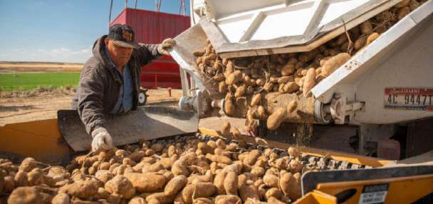Eastern Idaho spud harvest underway as farmers grapple with drought, heat