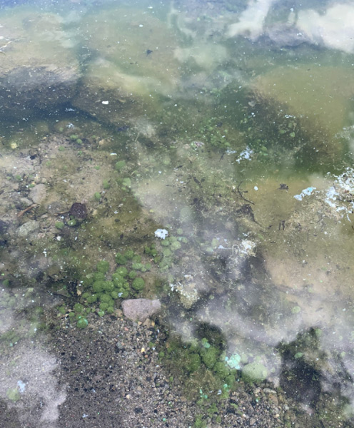Cyanobacteria found in Island Park in September 2026.
