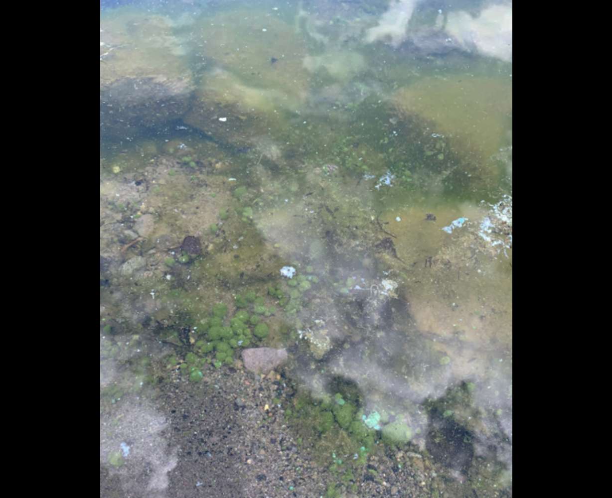 Cyanobacteria found in Island Park in September 2026.