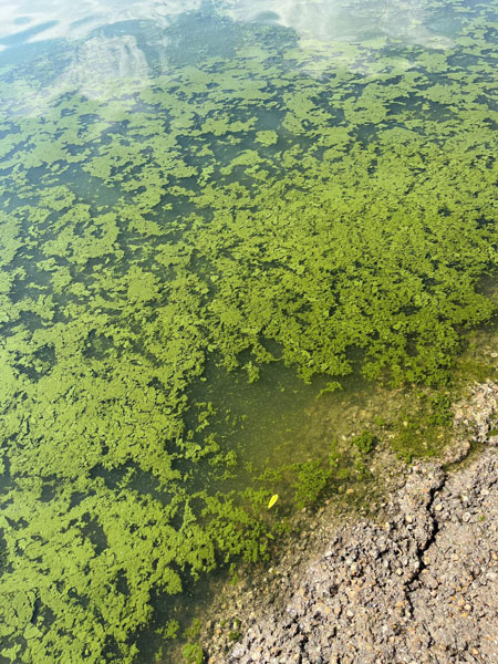 Cyanobacteria found in Lake Lowell in 2023.