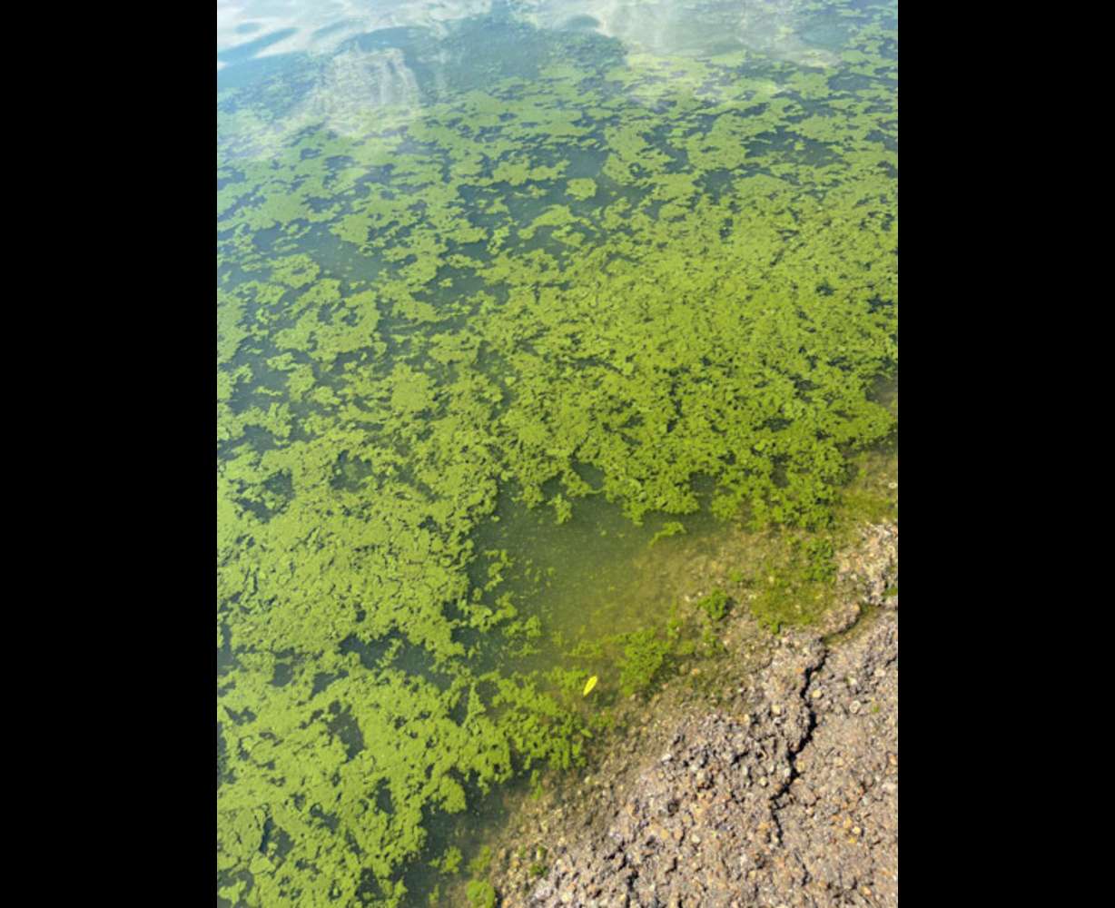 Cyanobacteria found in Lake Lowell in 2023.