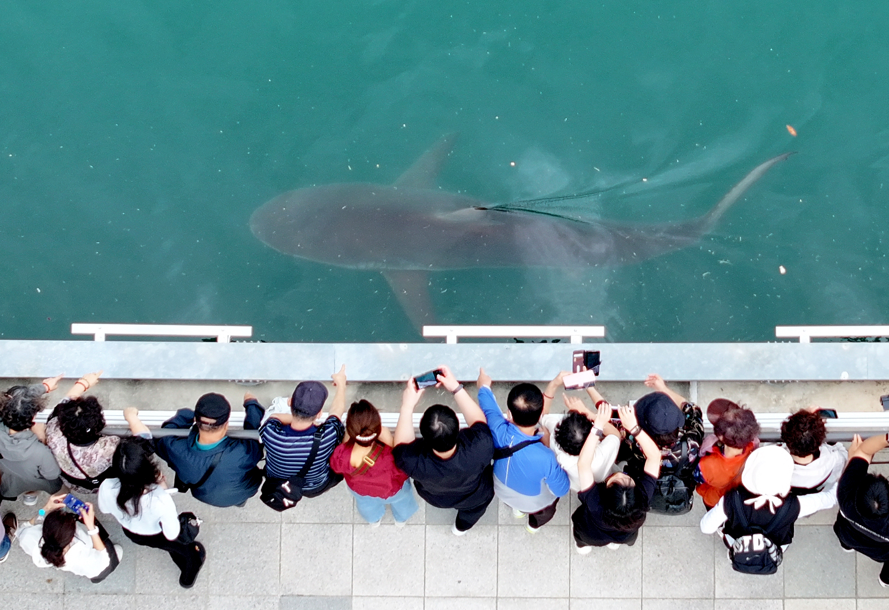 South Korea embraces a huge shark slowly circling a canal in the country's biggest port city