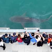 South Korea embraces a huge shark slowly circling a canal in the country's biggest port city