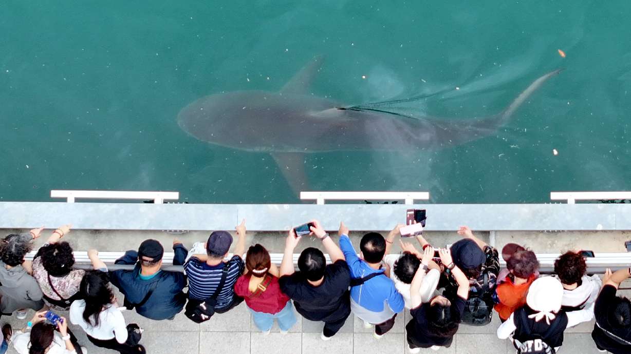 People gather to watch a trapped shark at the North Port Waterfront Park in Busan, South Korea, Tuesday. The shark has suddenly become the city's honorary mascot.