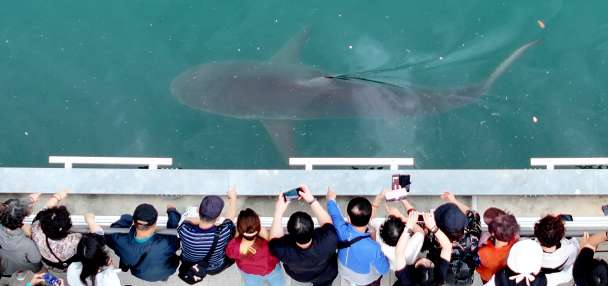 South Korea embraces a huge shark slowly circling a canal in the country's biggest port city