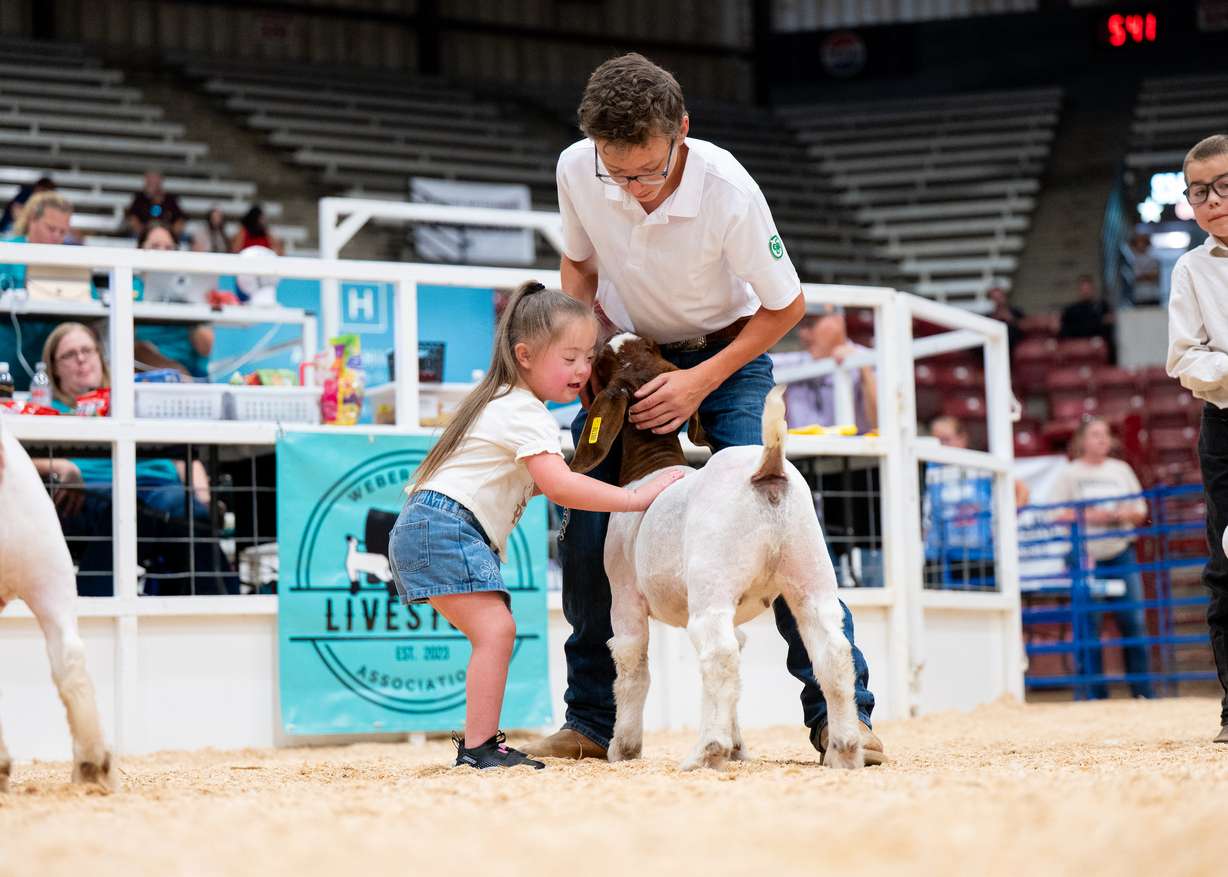 Tyttan Sappington shows Chomp Barela's goat alongside Chomp’s sister at the Weber County Junior Livestock Show.