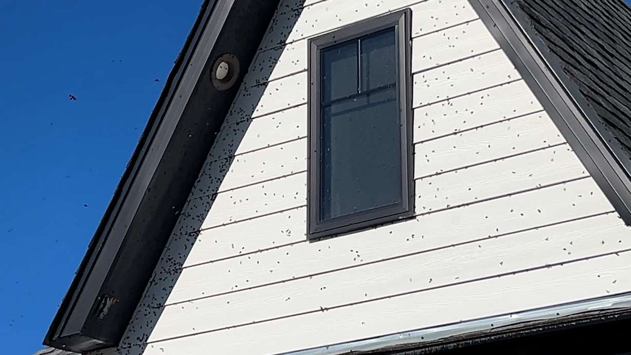 A home in Franklin, Idaho, is covered with box elder bugs on Wednesday.