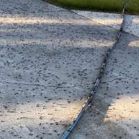 Box elder bugs showing up in large numbers across northern Utah, southeastern Idaho