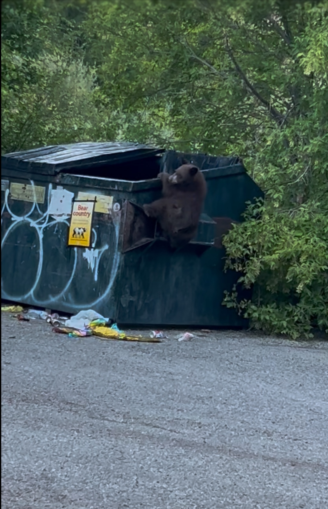 A black bear attempting to get food out of a dumpster.