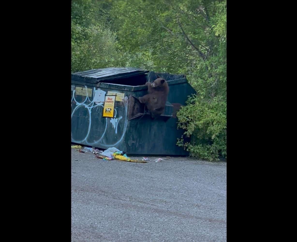 A black bear attempting to get food out of a dumpster.