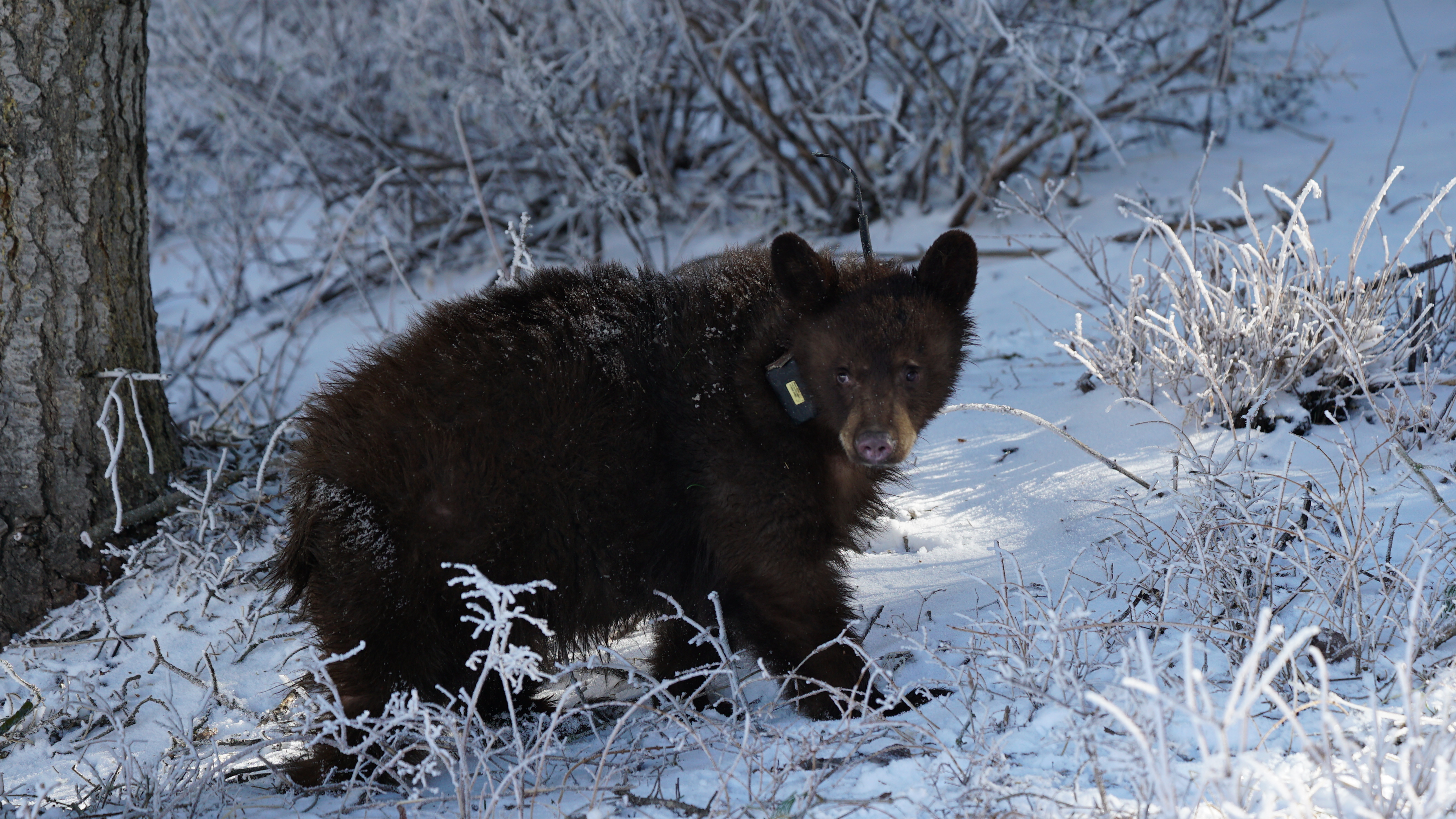 DWR addresses online comments discouraging bear sighting reports