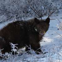 DWR addresses online comments discouraging bear sighting reports
