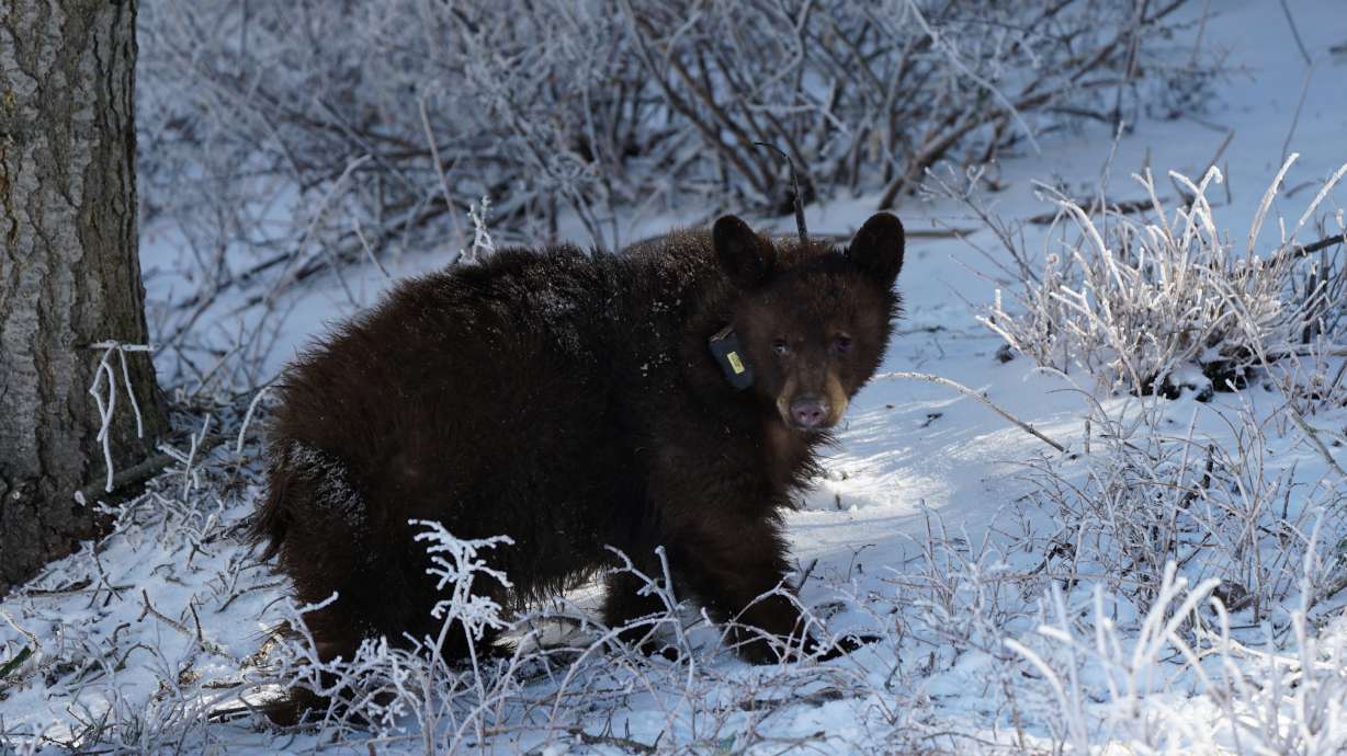 A collared black bear walking through snow in Utah. The Utah Division of Wildlife Resources gave a statement in response to online comments that ask others not to report bear sightings in the midst of 70 bears being euthanized in Utah.
