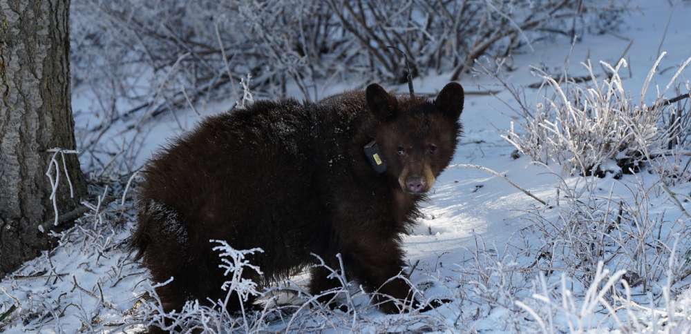 DWR addresses online comments discouraging bear sighting reports