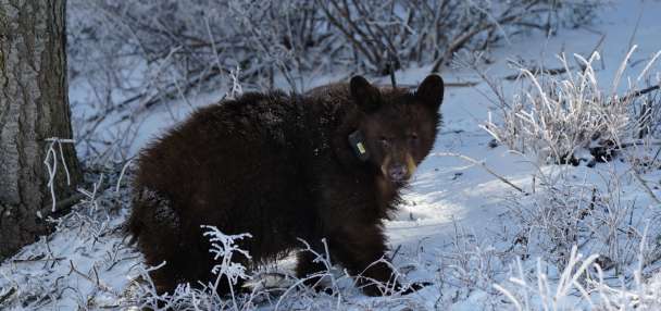 DWR addresses online comments discouraging bear sighting reports