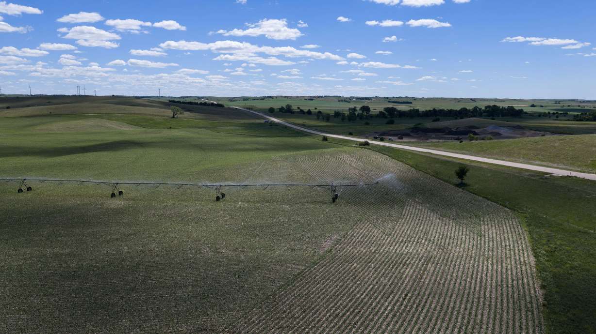 "Monoculture" has roots in agriculture, referring to the practice of single-crop farming.