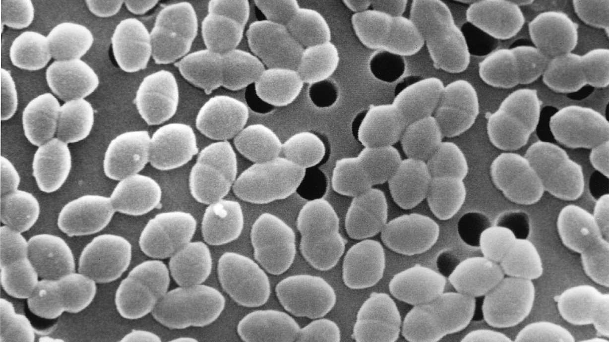 Antibiotic treatment combined with a sugary diet exacerbated and prolonged blooms of Enterococcus faecium bacteria in patients' guts.