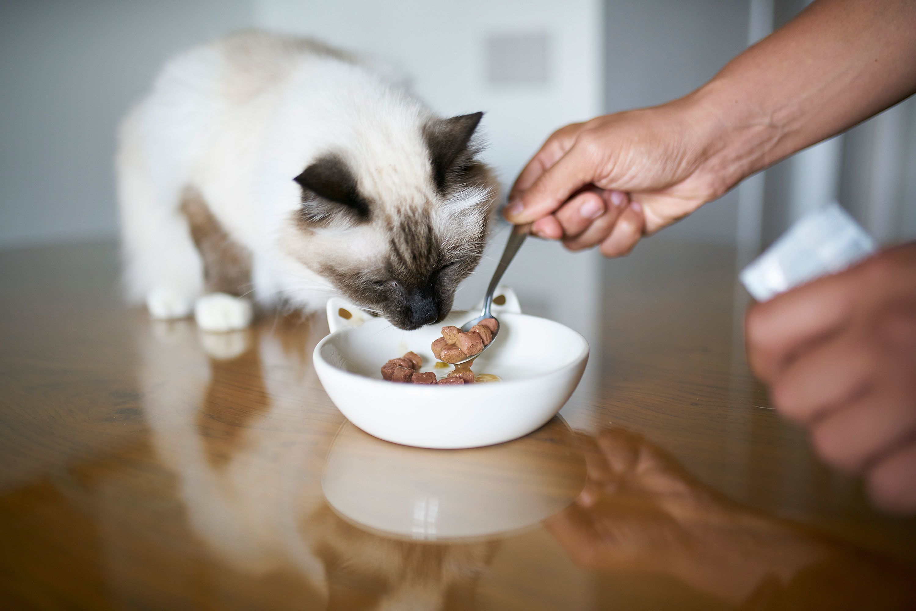 Seafood-based wet food contained nearly 28 times as much mercury as wet foods made with other meats, especially poultry.
