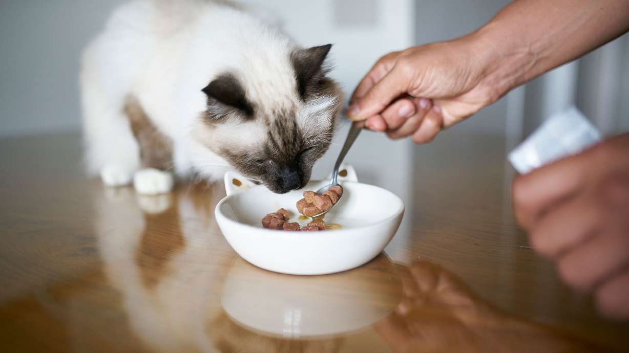 Seafood-based wet food contained nearly 28 times as much mercury as wet foods made with other meats, especially poultry.