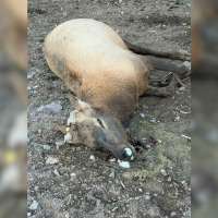 $6K reward offered after elk shot, left for dead at private farm