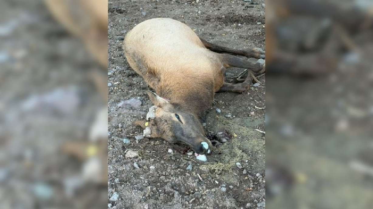 The Utah Department of Agriculture is offering a $6,000 reward after someone apparently shot and killed an elk on a private elk farm in Sevier County.