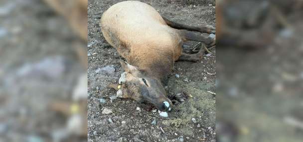 $6K reward offered after elk shot, left for dead at private farm