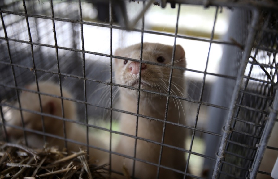 Animal welfare groups criticize response to bird flu outbreak at Utah mink farm