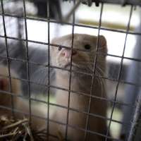 Animal welfare groups criticize response to bird flu outbreak at Utah mink farm
