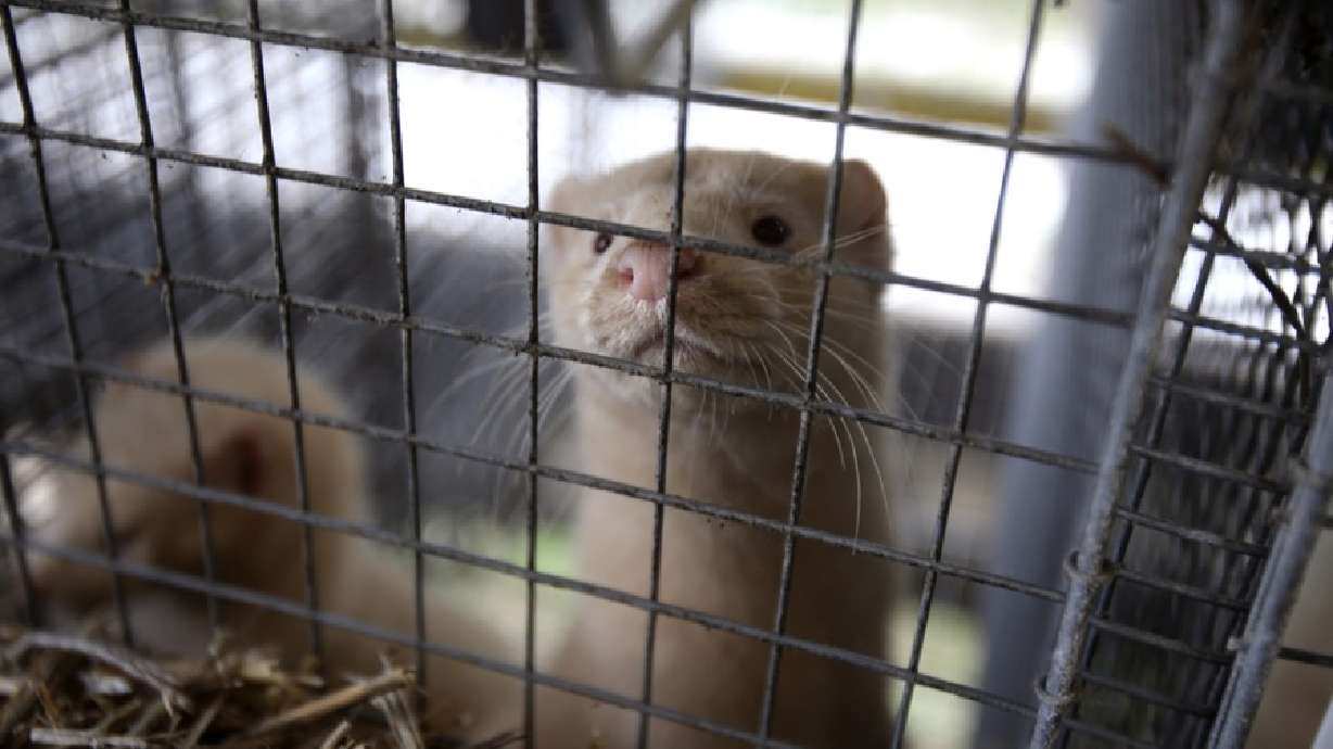 After reports of a bird flu outbreak at a mink farm in Utah emerged, animal welfare advocates are describing the state's response to it as "dangerously lax."