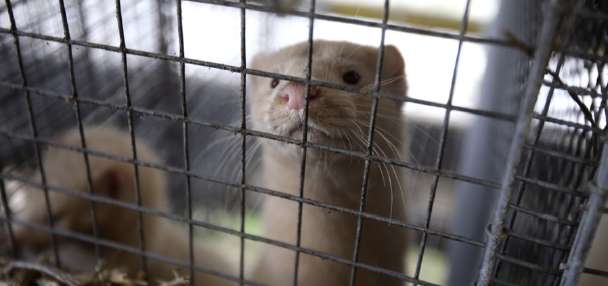 Animal welfare groups criticize response to bird flu outbreak at Utah mink farm