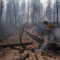 Why even resilient forests are struggling to regrow after wildfires
