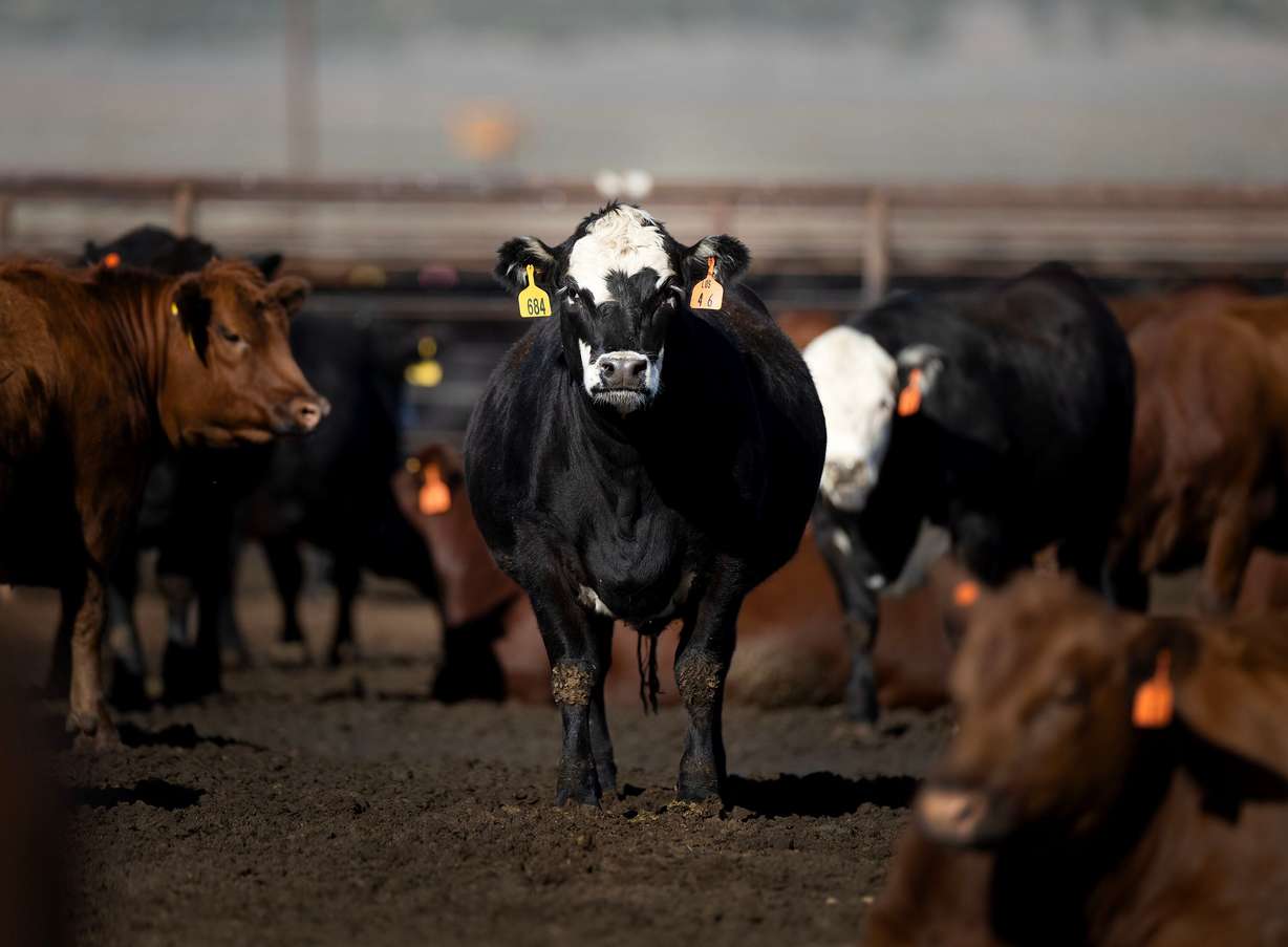 Bar-W Beef cattle in Nephi on Wednesday, Sept. 23. The cattle are born and raised on Korey Wright’s ranch. From there, they are brought to the Wright’s feedlot where they are fed with feed grown on the farm. When the cattle are ready, they are processed, cut, packaged and prepared for customers inside the processing facility.