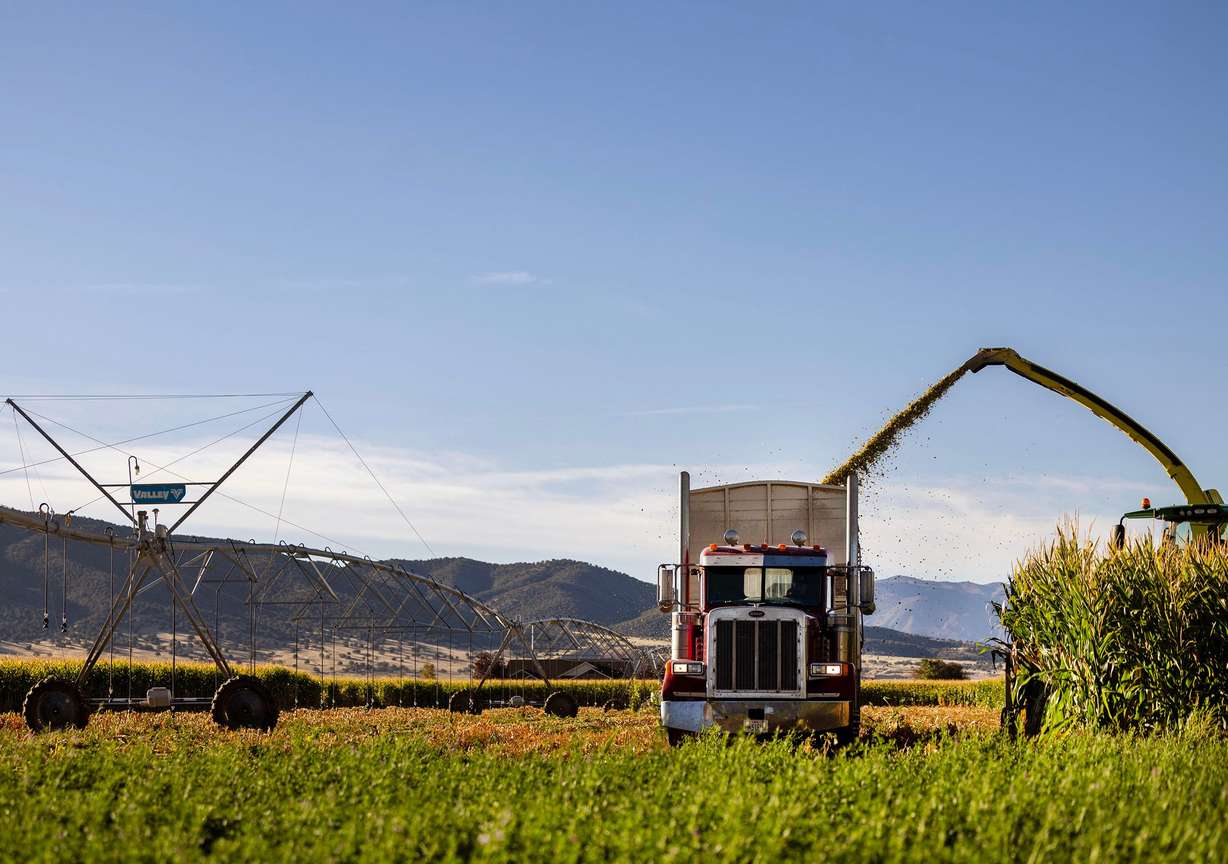 Corn that is grown and turned into feed for Korey Wright’s cattle is harvested in Nephi on Sept. 23.