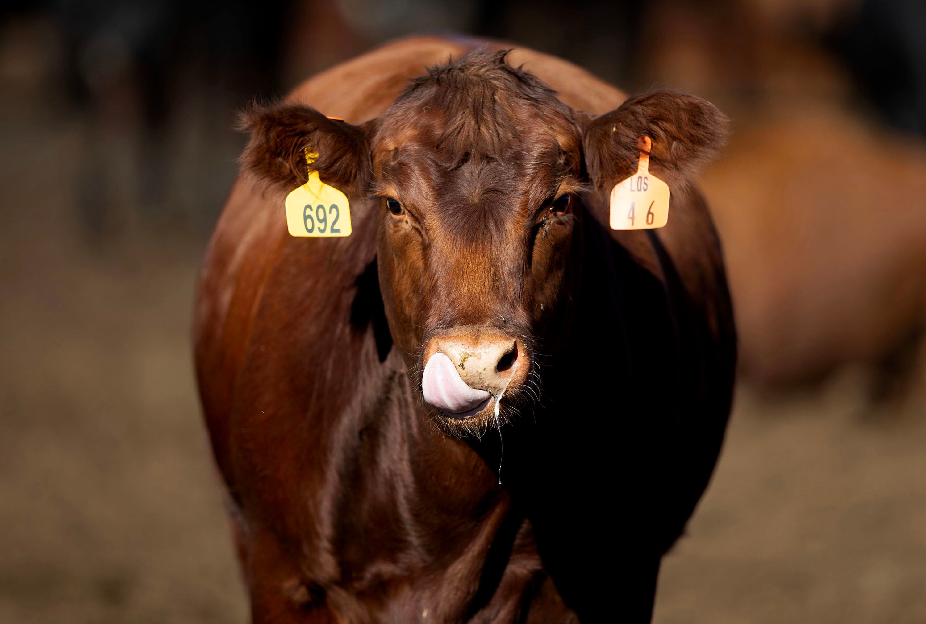 Bar-W Beef cattle in Nephi on Sept. 23. The cattle are born and raised on Korey Wright’s ranch. From there, they are brought to the Wright’s feedlot where they are fed with feed grown on the farm. When the cattle are ready, they are processed, cut, packaged and prepared for customers inside the processing facility.